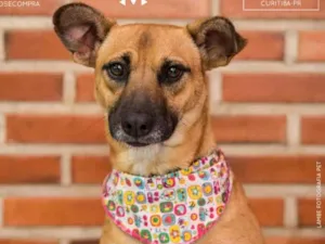 Cachorro raça SRD idade 4 anos nome Amora