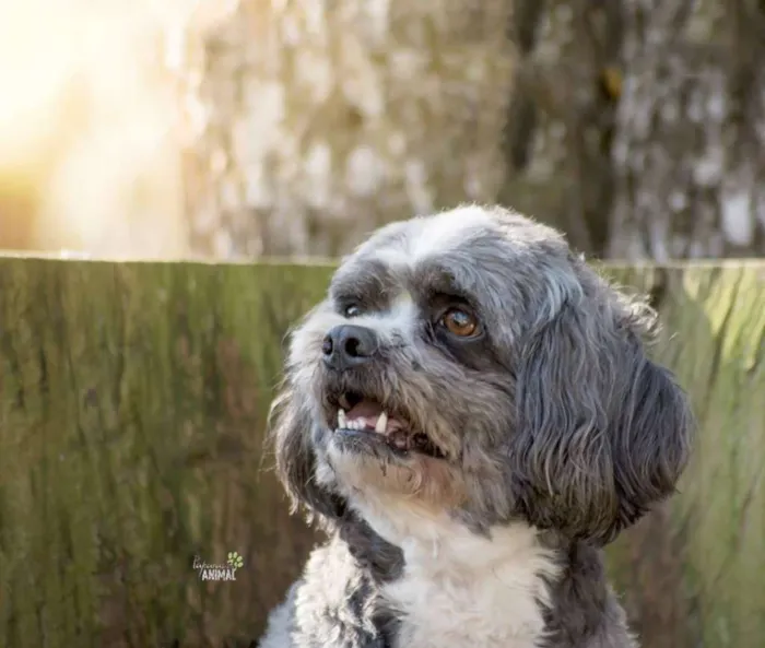 Cachorro raça lhasa idade 6 ou mais anos nome Mike
