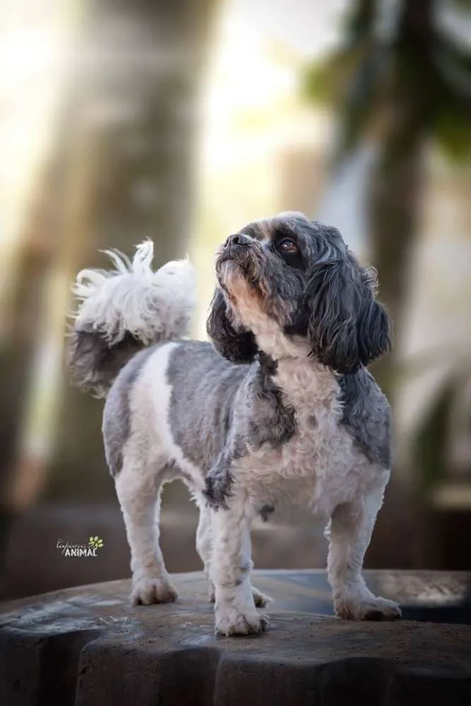Cachorro raça lhasa idade 6 ou mais anos nome Mike