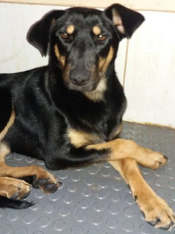 Cachorro ra a SRD idade 7 a 11 meses nome Estrela