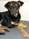 Estrela