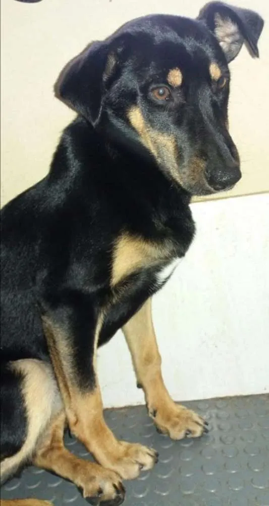 Cachorro ra a SRD idade 7 a 11 meses nome Estrela