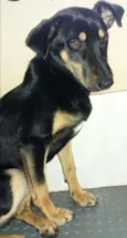 Estrela