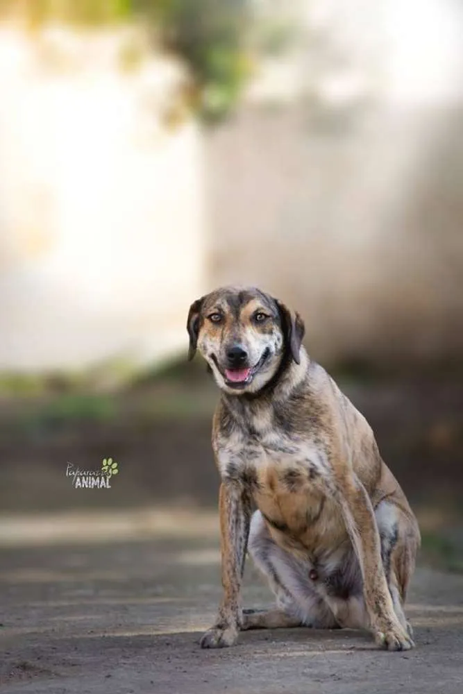 Cachorro ra a SRD idade 1 ano nome Tigrão