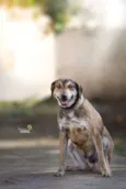 Tigrão