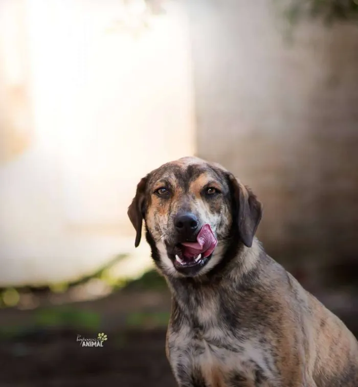 Cachorro ra a SRD idade 1 ano nome Tigrão