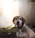Tigrão