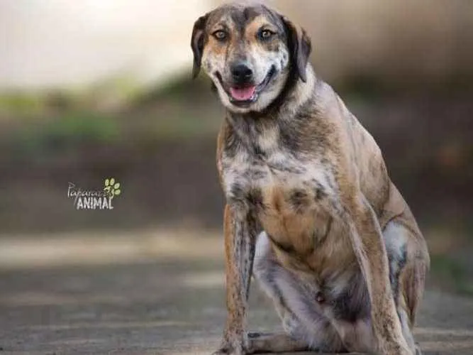 Cachorro ra a SRD idade 1 ano nome Tigrão