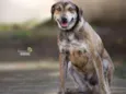 Tigrão