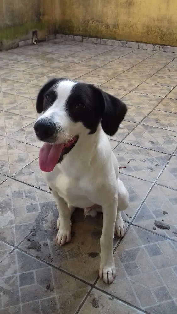 Cachorro raça Sem definição  idade 2 anos nome Bethoven 