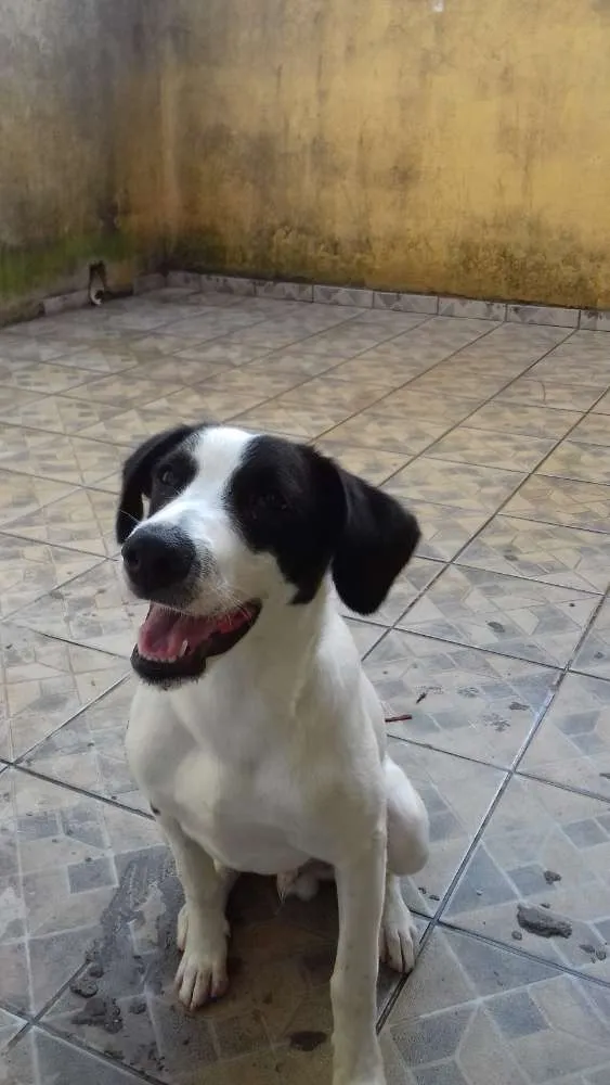Cachorro raça Sem definição  idade 2 anos nome Bethoven 