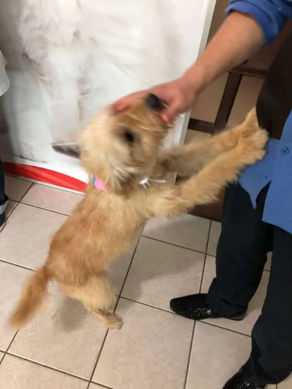 Cachorro ra a Poodle idade 3 anos nome Sem nome