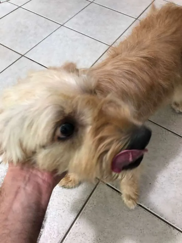 Cachorro ra a Poodle idade 3 anos nome Sem nome