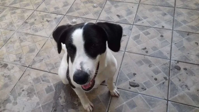 Cachorro raça Sem definição  idade 2 anos nome Bethoven 