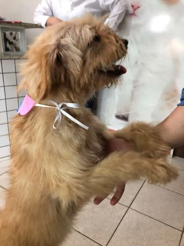 Cachorro ra a Poodle idade 3 anos nome Sem nome