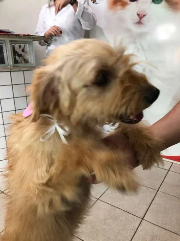 Cachorro ra a Poodle idade 3 anos nome Sem nome