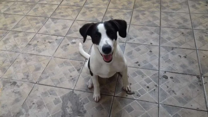 Cachorro raça Sem definição  idade 2 anos nome Bethoven 