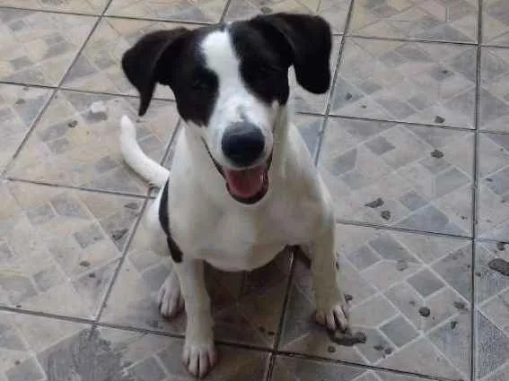 Cachorro raça Sem definição  idade 2 anos nome Bethoven 