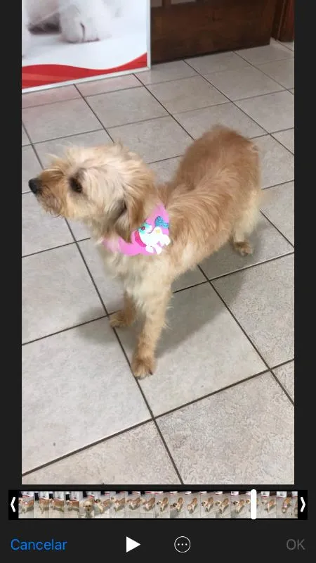 Cachorro ra a Poodle idade 3 anos nome Sem nome