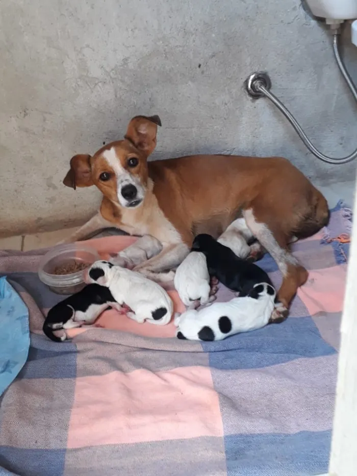 Cachorro ra a SRD idade Abaixo de 2 meses nome Farofa e Purê