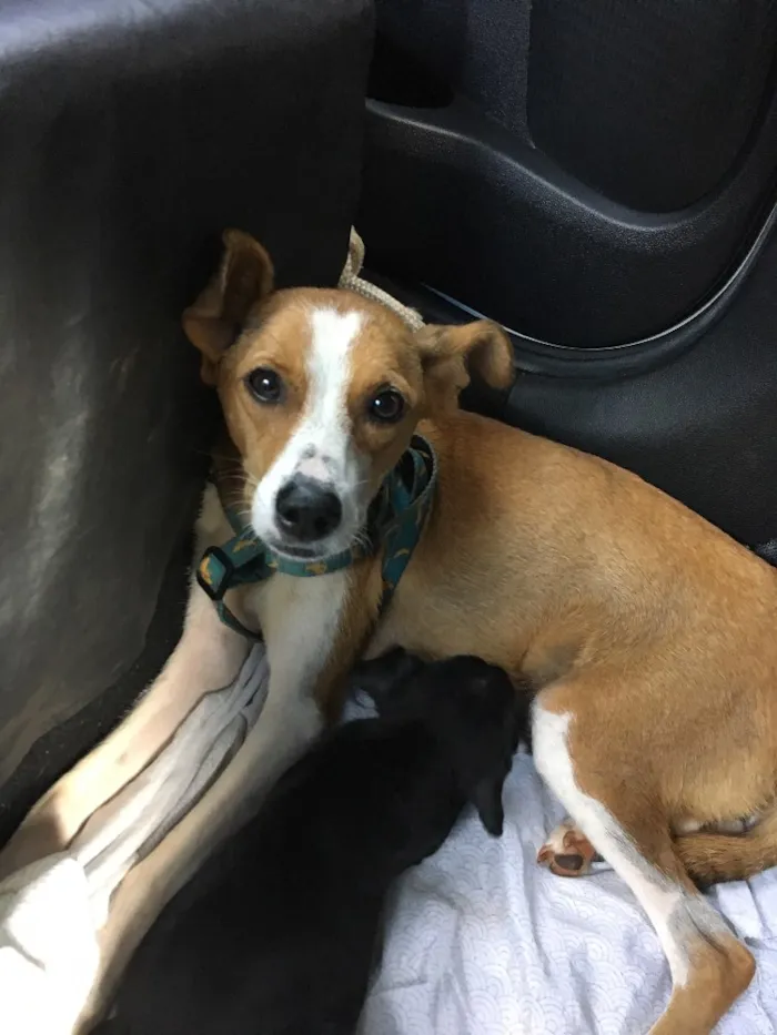 Cachorro ra a SRD idade Abaixo de 2 meses nome Farofa e Purê
