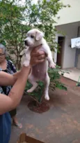 Farofa e Purê