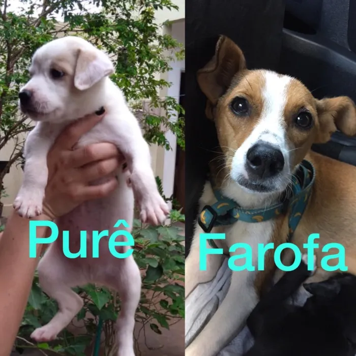 Cachorro ra a SRD idade Abaixo de 2 meses nome Farofa e Purê