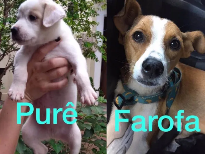Cachorro ra a SRD idade Abaixo de 2 meses nome Farofa e Purê