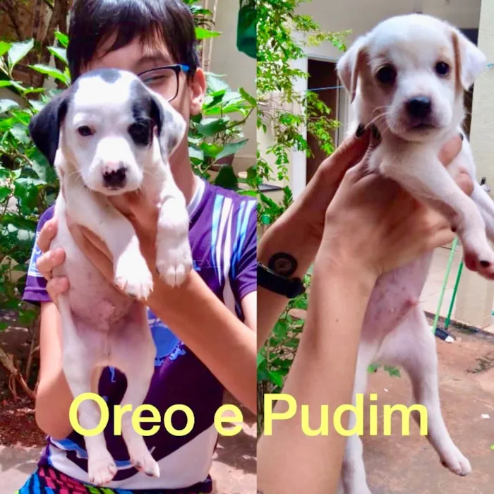 Cachorro ra a SRD idade Abaixo de 2 meses nome Farofa e Purê