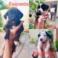 Farofa e Purê