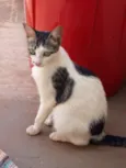 não tem