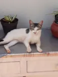 não tem