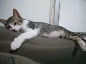 Gato raça SRD idade 2 a 6 meses nome Tom