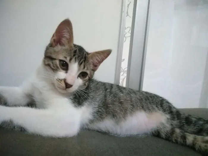 Gato ra a SRD idade 2 a 6 meses nome Tom