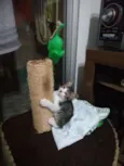 Tom