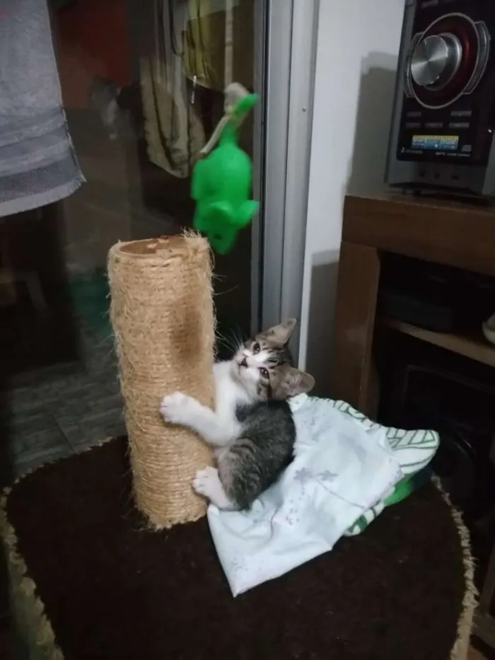 Gato ra a SRD idade 2 a 6 meses nome Tom