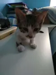 Tom