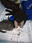 Tom