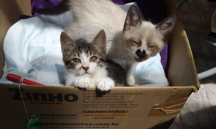 Gato ra a SRD idade 2 a 6 meses nome Tom