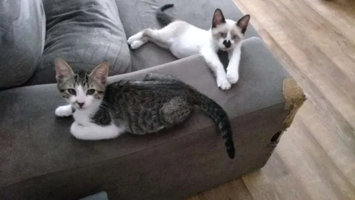 Gato ra a SRD idade 2 a 6 meses nome Jerry