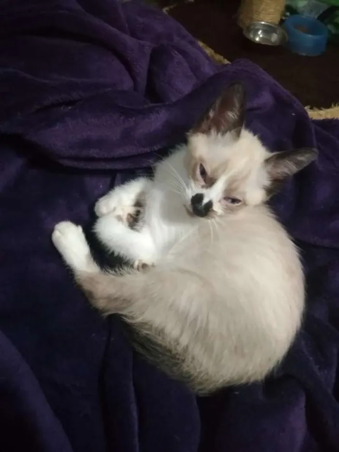 Gato ra a SRD idade 2 a 6 meses nome Jerry