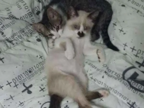 Gato ra a SRD idade 2 a 6 meses nome Jerry