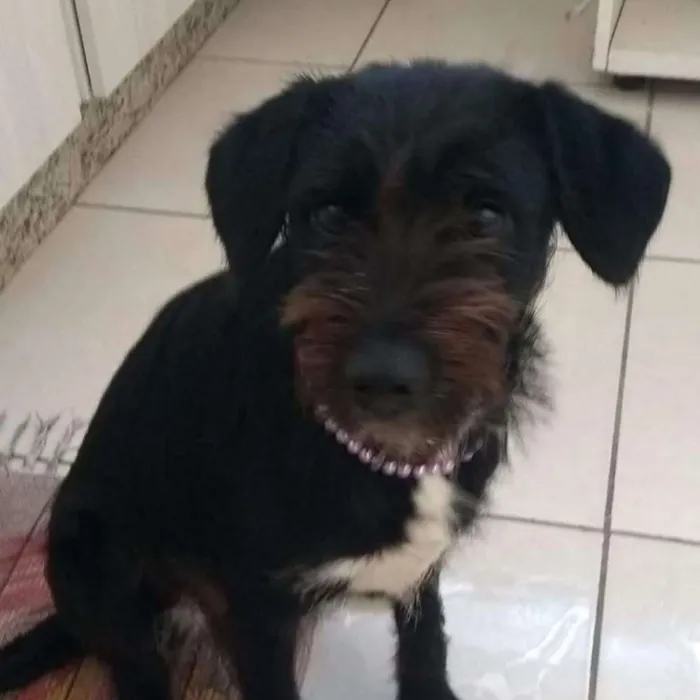 Cachorro ra a Srd idade 1 ano nome Meg