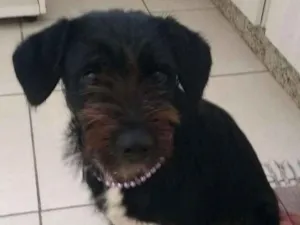Cachorro raça Srd idade 1 ano nome Meg