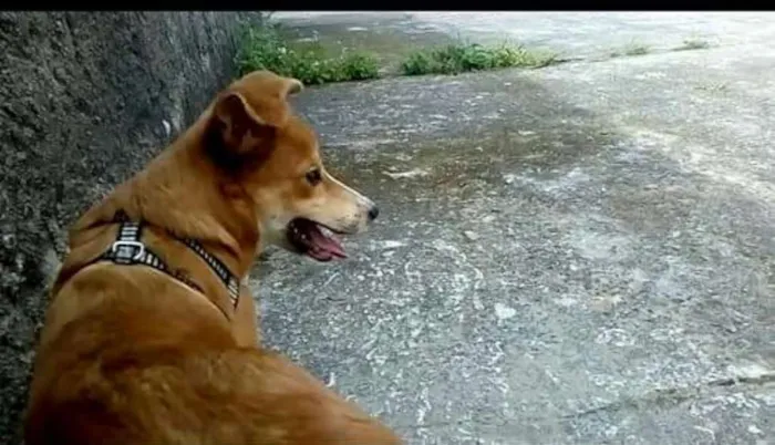 Cachorro ra a Vira lata idade 7 a 11 meses nome Gohan