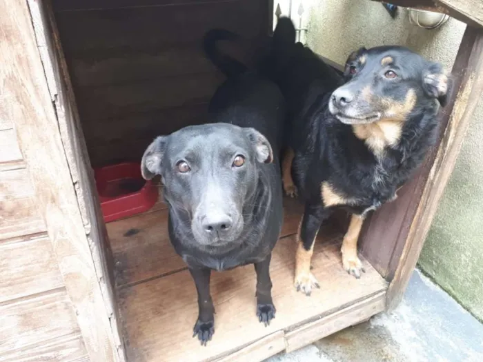 Cachorro ra a Sem raça idade 5 anos nome Guibe e Pretinha