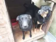 Guibe e Pretinha