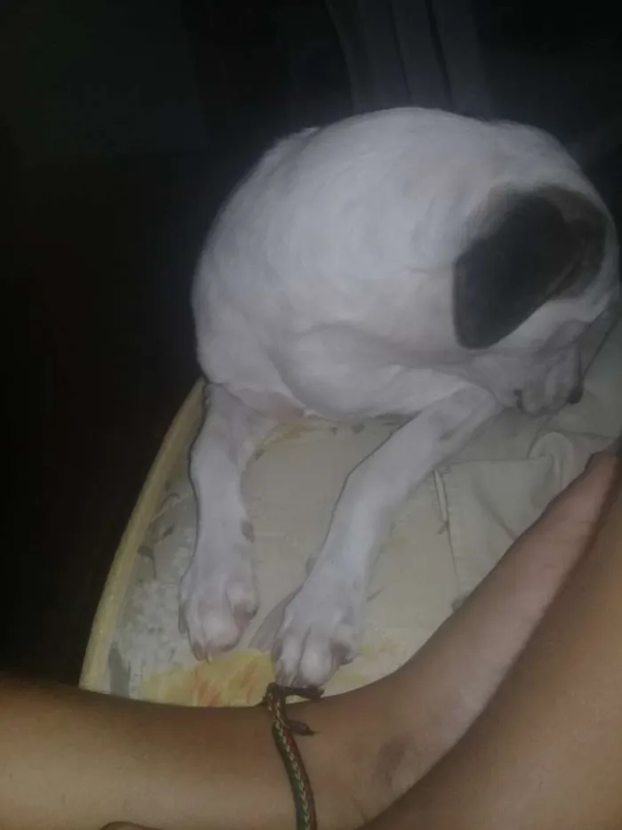 Cachorro ra a Mesturada idade 1 ano nome pandora