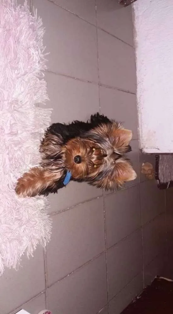 Cachorro ra a Yorkshire idade 2 anos nome THOR