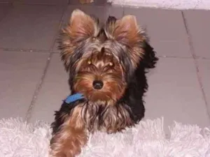 Cachorro raça Yorkshire idade 2 anos nome THOR